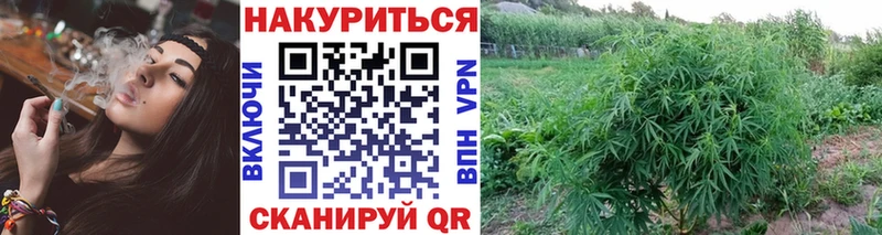 Каннабис OG Kush  Мариинский Посад 
